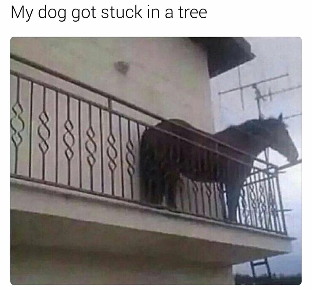 memes - horse apartment meme - My dog got stuck in a tree