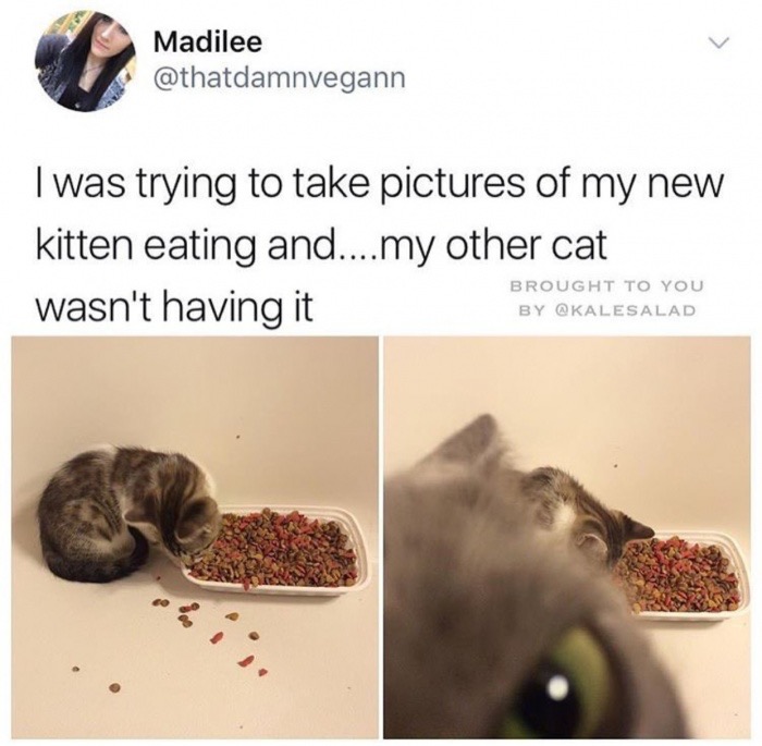 memes - Cat - Madilee I was trying to take pictures of my new kitten eating and....my other cat wasn't having it Brought To You By
