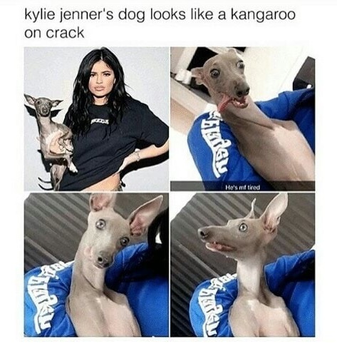 memes - kylie jenner dog crazy - kylie jenner's dog looks a kangaroo on crack He's mif tired
