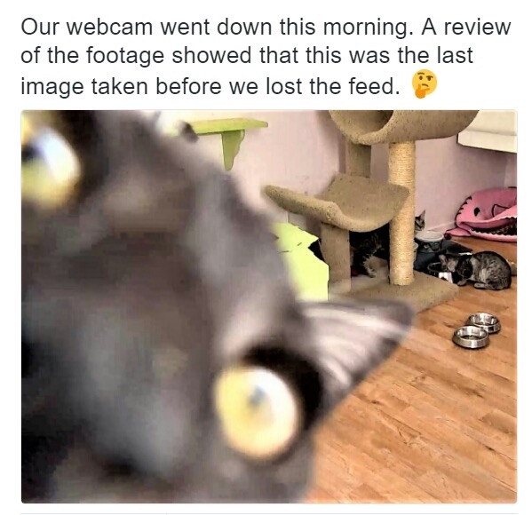 meme stream - photo caption - Our webcam went down this morning. A review of the footage showed that this was the last image taken before we lost the feed.