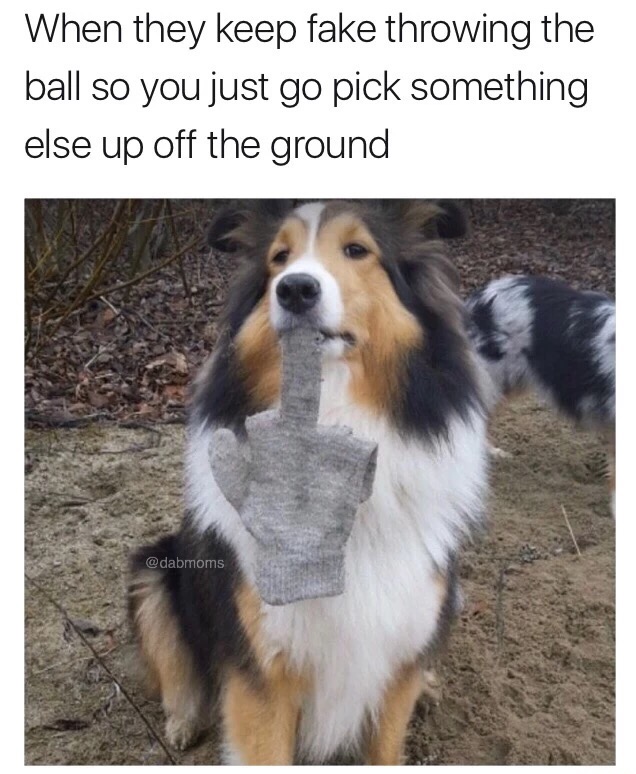meme stream - funny snapchat dogs - When they keep fake throwing the ball so you just go pick something else up off the ground