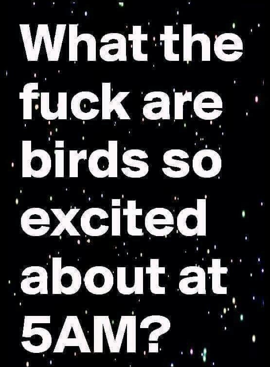 meme stream - funny sarcastic morning quotes - What the fuck are birds so excited about at 5AM?