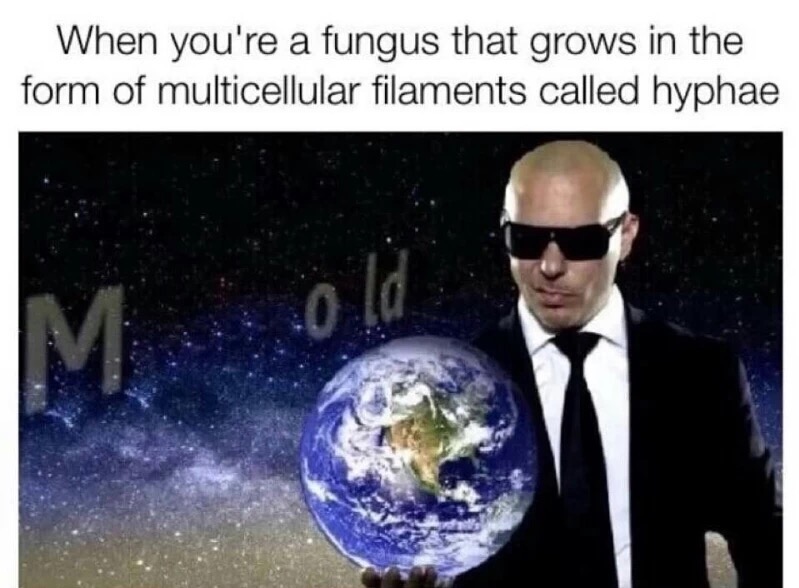 meme stream - mr worldwide meme - When you're a fungus that grows in the form of multicellular filaments called hyphae
