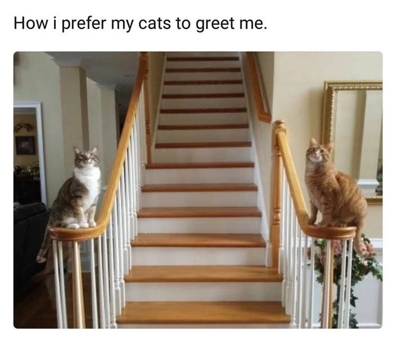 meme - prefer my cats to greet me - How i prefer my cats to greet me.