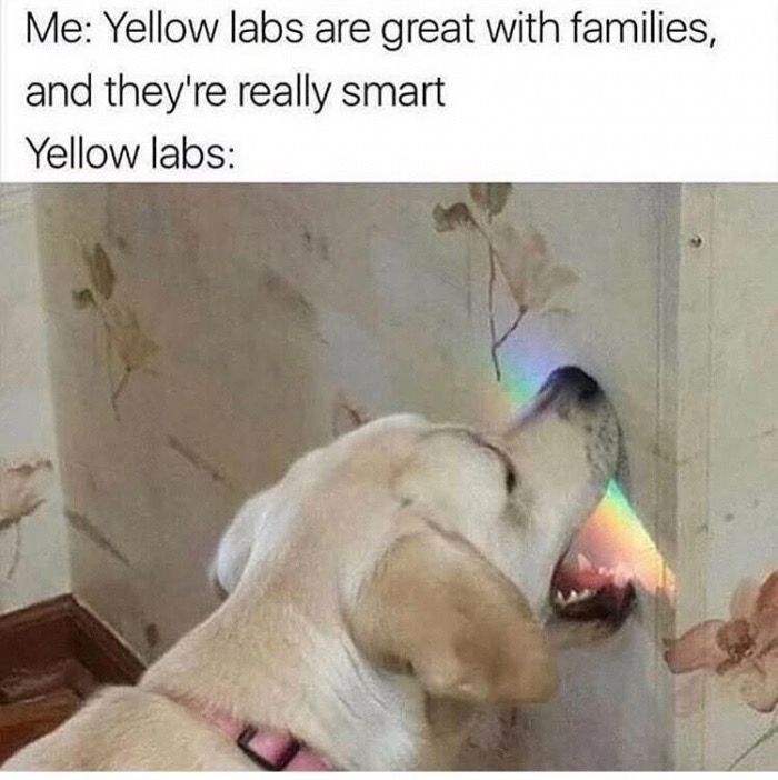 meme - Labrador Retriever - Me Yellow labs are great with families, and they're really smart Yellow labs