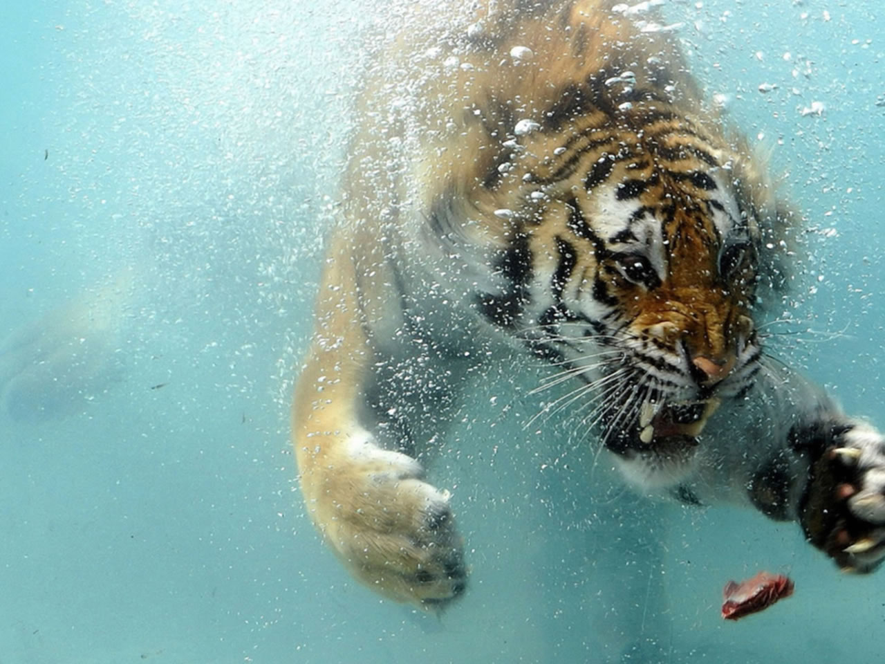 tigers underwater