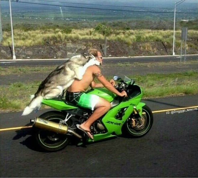 dogs on motorcycles - Ig