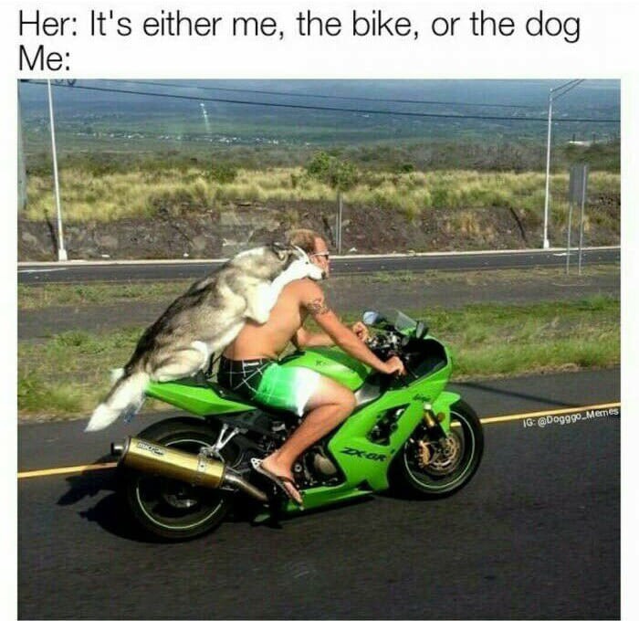 Dude riding a motorcycle with a dog on the back as Girlfriend Joke meme.