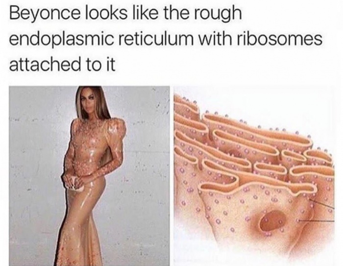 Meme of Beyonce wearing a dress that sort of make her look like an endoplasmic reticulum with ribosomes