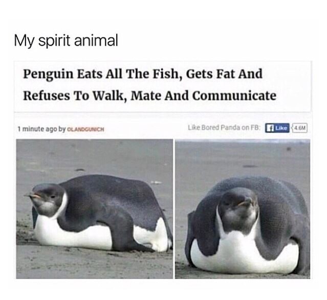 Penguin that ate all the fish and is now lazy and mean.