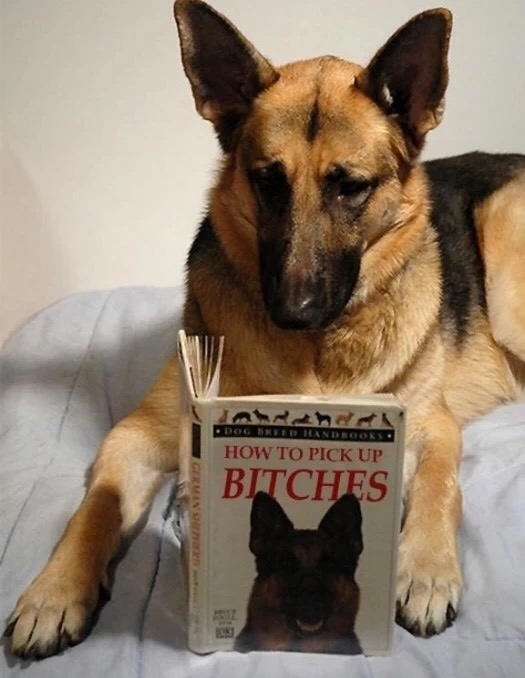 Dog reading book on how to pick up bitches