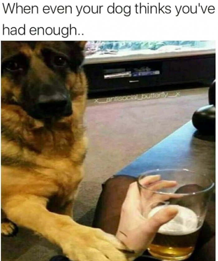 meme stream - you ve had enough meme - When even your dog thinks you've had enough.. Dutert