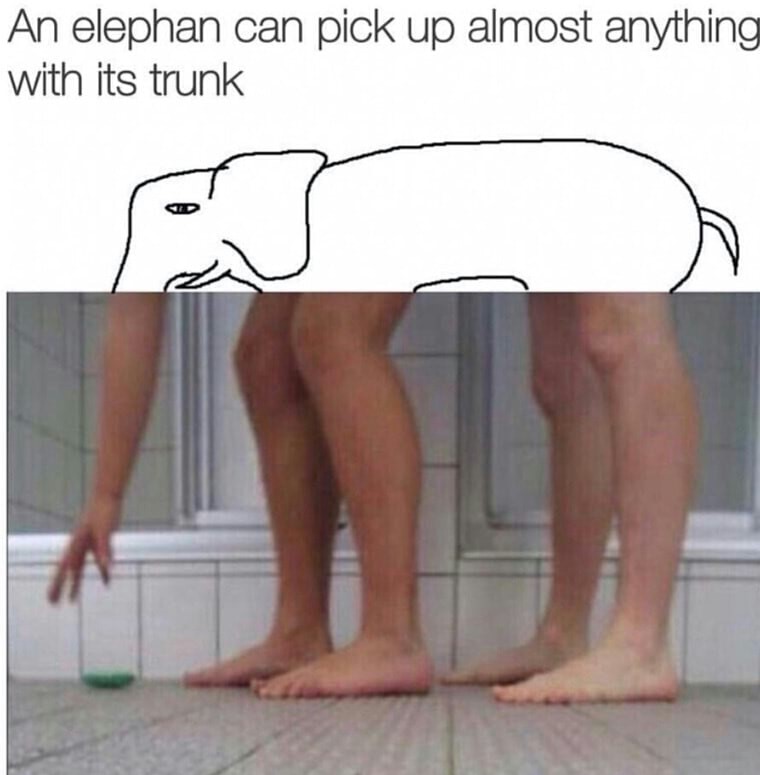 meme stream - elephant can pick up almost anything - An elephan can pick up almost anything with its trunk