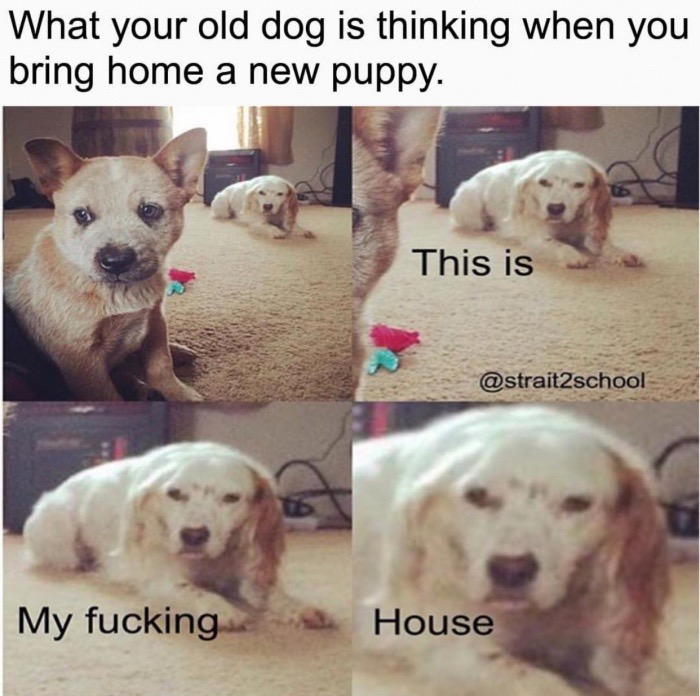 meme stream - old dog new dog meme - What your old dog is thinking when you bring home a new puppy. This is My fucking House