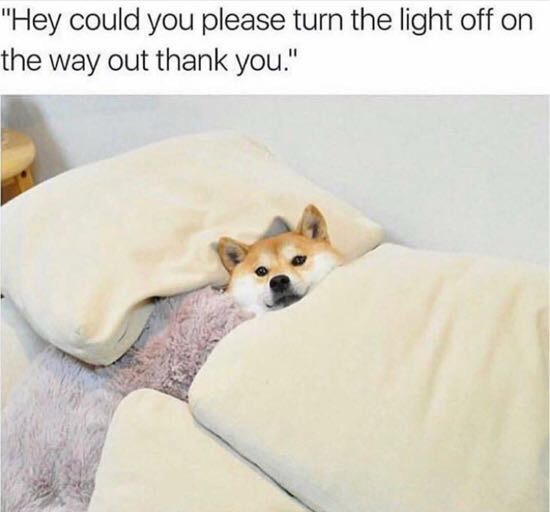 meme stream - angery in doggo - "Hey could you please turn the light off on the way out thank you."