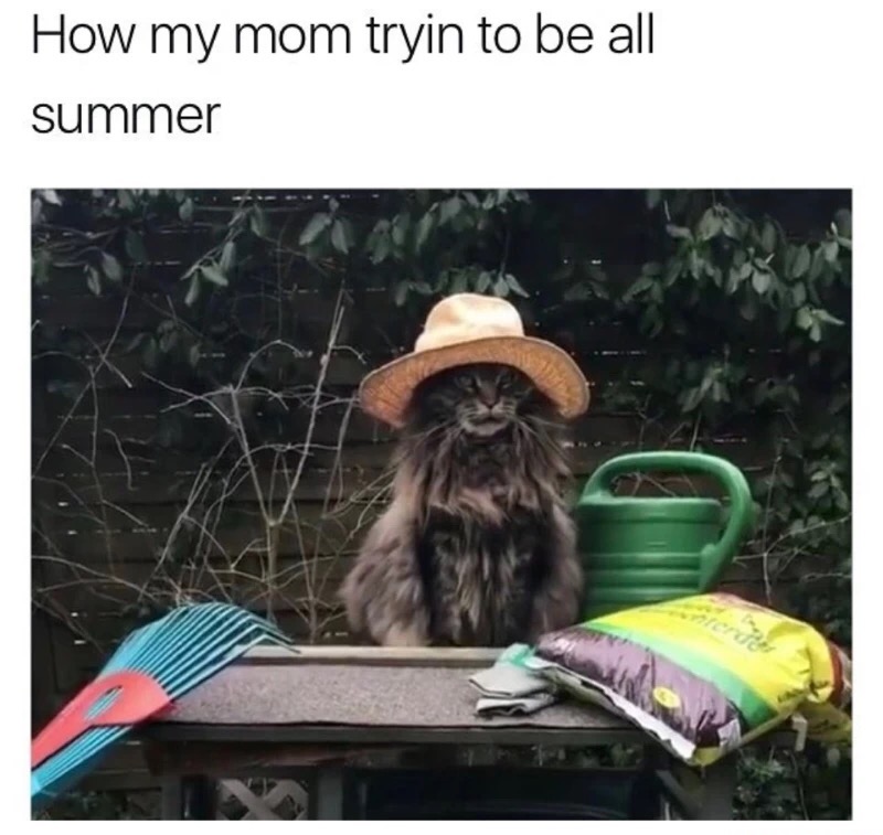 meme stream - cat in cowboy hat gif - How my mom tryin to be all summer