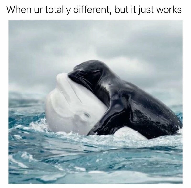 memes - beluga whale and seal - When ur totally different, but it just works
