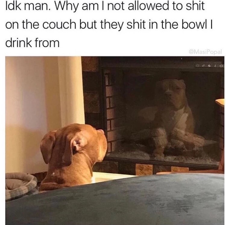 meme - good pipe memes - Idk man. Why am I not allowed to shit on the couch but they shit in the bowl ! drink from