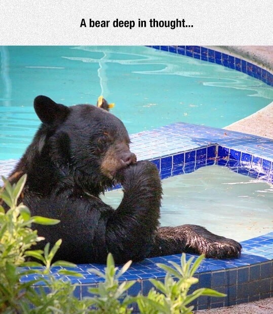 meme - bear in the hot tub - A bear deep in thought...