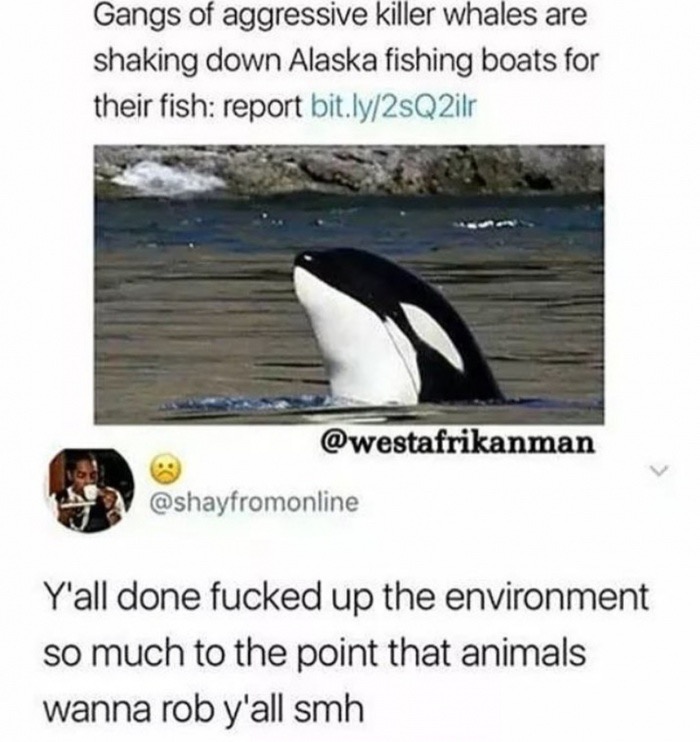 edgy meme of orca plastic pollution - Gangs of aggressive killer whales are shaking down Alaska fishing boats for their fish report bit.ly2sQ2ilr Y'all done fucked up the environment so much to the point that animals wanna rob y'all smh