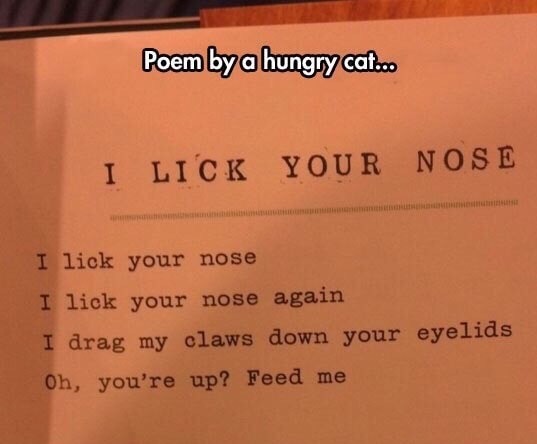 edgy meme of Poetry - Poem by a hungry cat.. I Lick Your Nose I lick your nose I lick your nose again I drag my claws down your eyelids Oh, you're up? Feed me