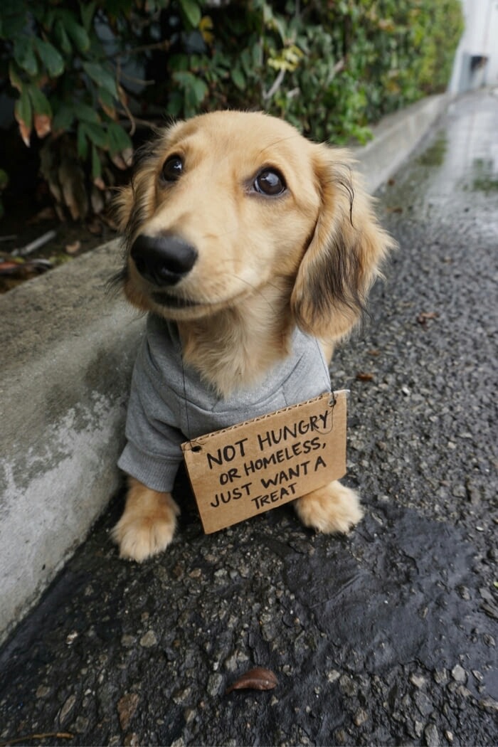 edgy meme of cute homeless dog - Not Hungry Or Homeless, Just Wanta Treat