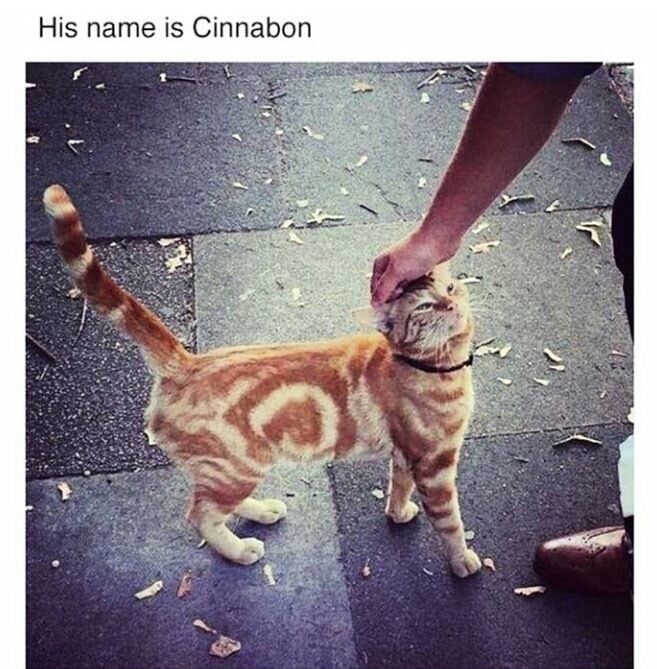 memes - funny cinnabon - His name is Cinnabon