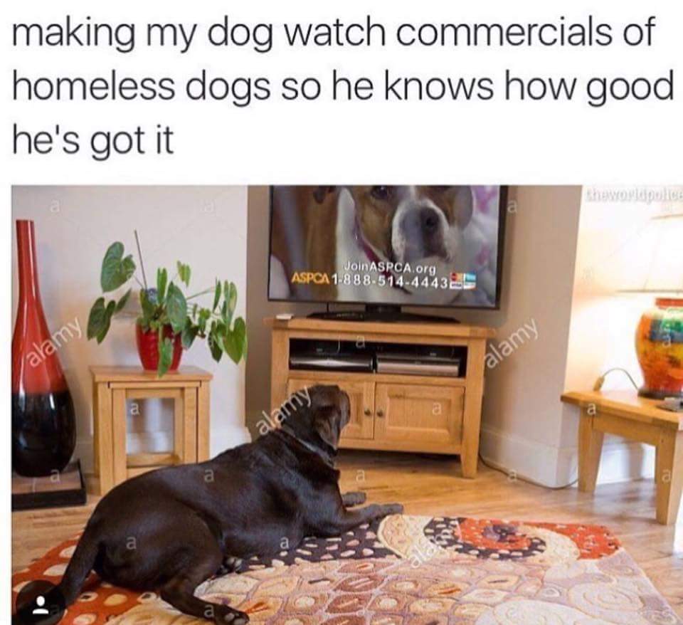 meme - make my dog watch meme - making my dog watch commercials of homeless dogs so he knows how good he's got it la heworldpolice Join Aspca.org Aspca 188851444430S alamy alamy