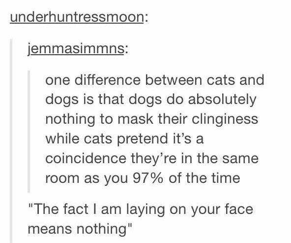 tsundere tumblr posts - underhuntressmoon jemmasimmns one difference between cats and dogs is that dogs do absolutely nothing to mask their clinginess while cats pretend it's a coincidence they're in the same room as you 97% of the time "The fact I am lay