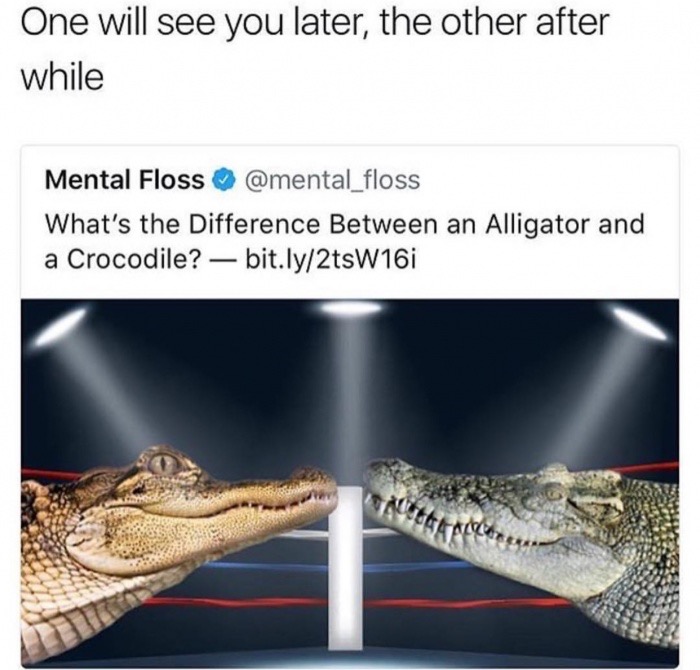 difference between crocodile and alligator - One will see you later, the other after while Mental Floss What's the Difference Between an Alligator and a Crocodile? bit.ly2tsW16i