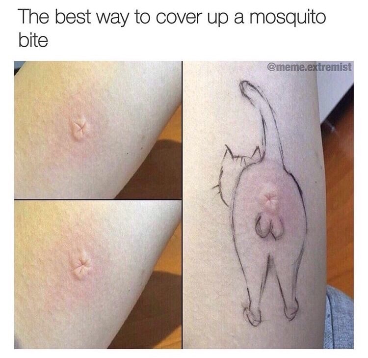 meme stream - mosquito bite meme cat - The best way to cover up a mosquito ...