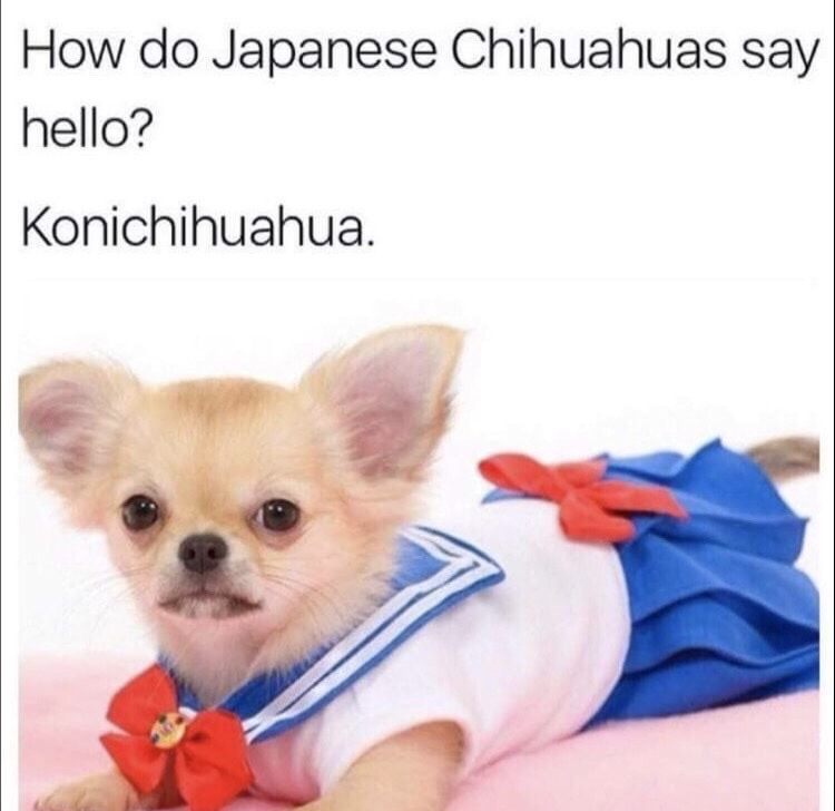 meme stream - do japanese chihuahuas say hello - How do Japanese Chihuahuas say hello? Konichihuahua.
