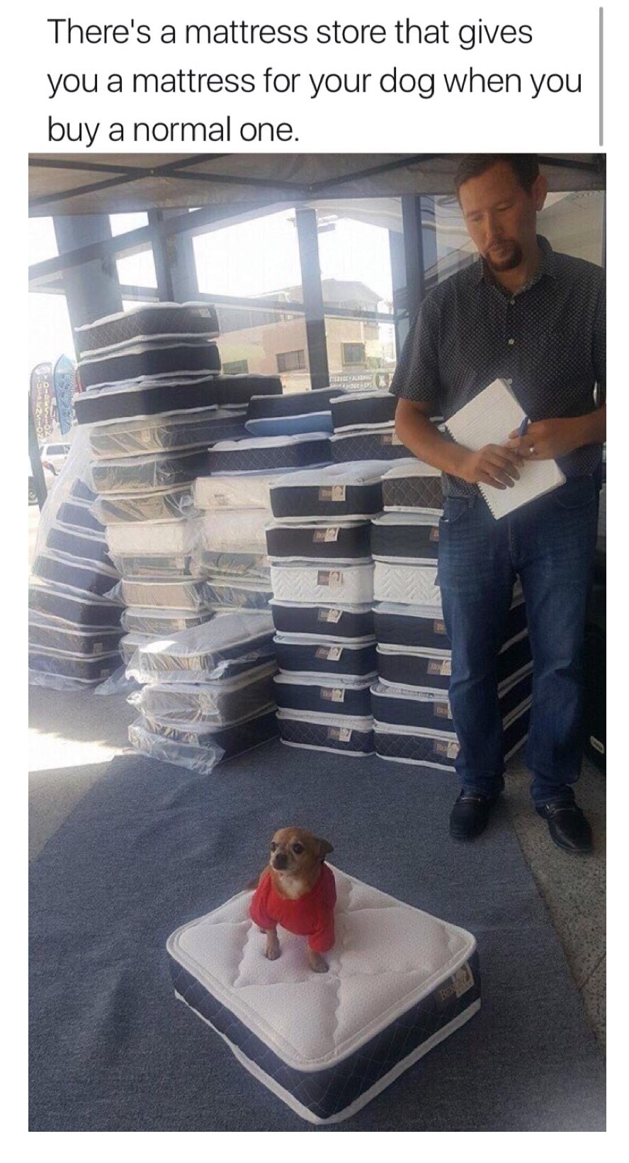 mattress for dog - There's a mattress store that gives you a mattress for your dog when you buy a normal one.