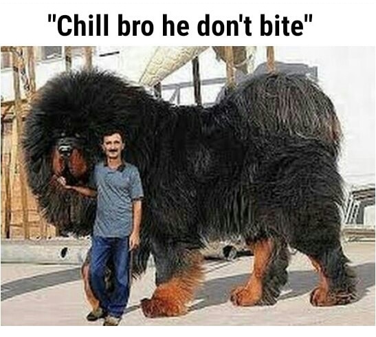 world's biggest tibetan mastiff - "Chill bro he don't bite"