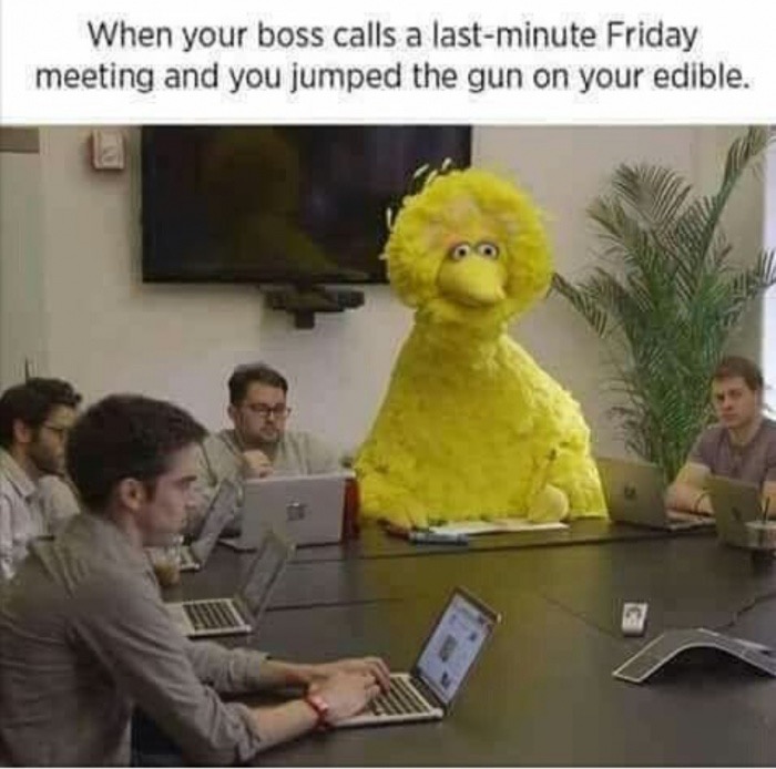 big bird meeting - When your boss calls a lastminute Friday meeting and you jumped the gun on your edible.
