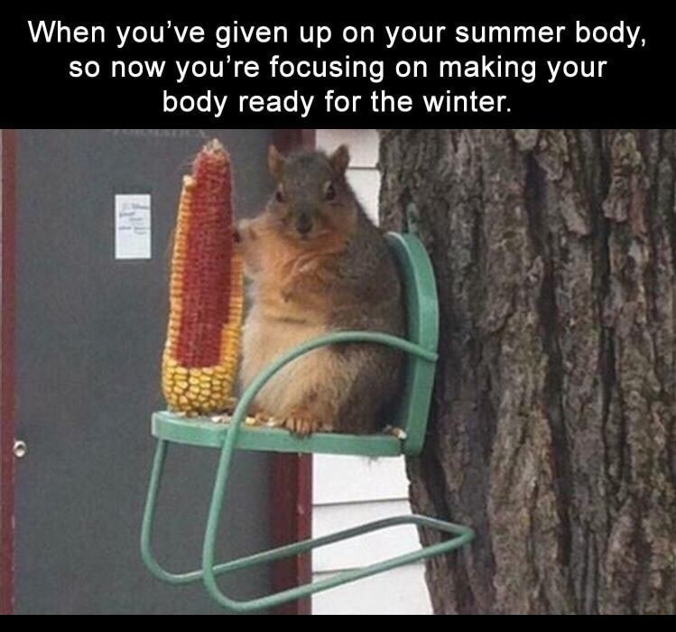Squirrel eating a huge cob of corn in meme captioned about when you given up on your summer body and now just want to get ready for winter.