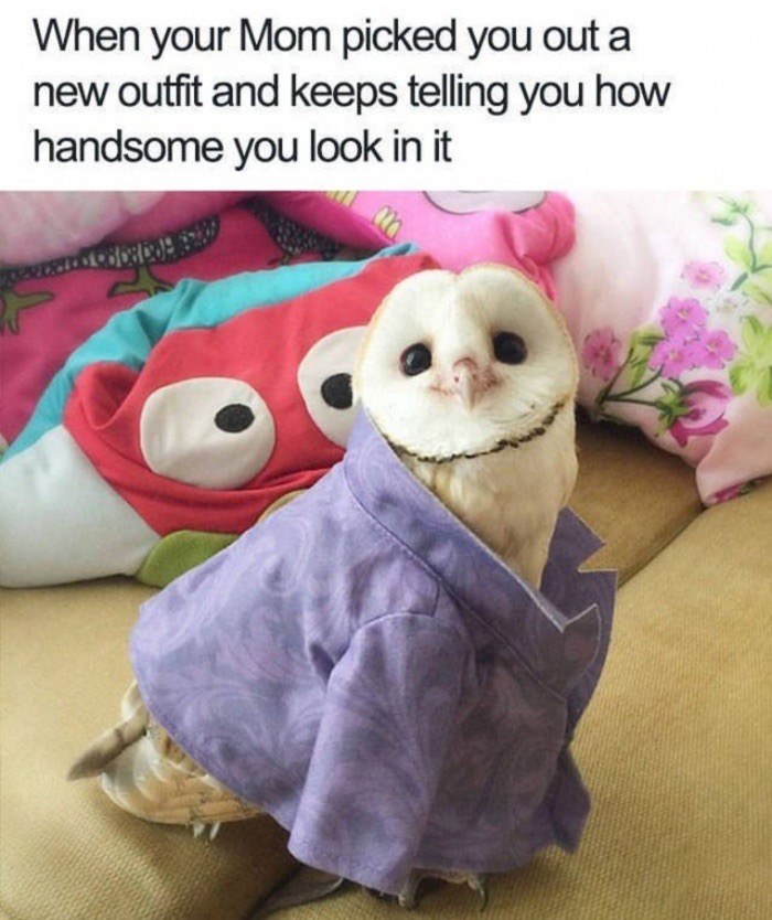 Owl in outfit as how it feels when mom picked out your new outfit and keeps telling you how handsome you look in it.