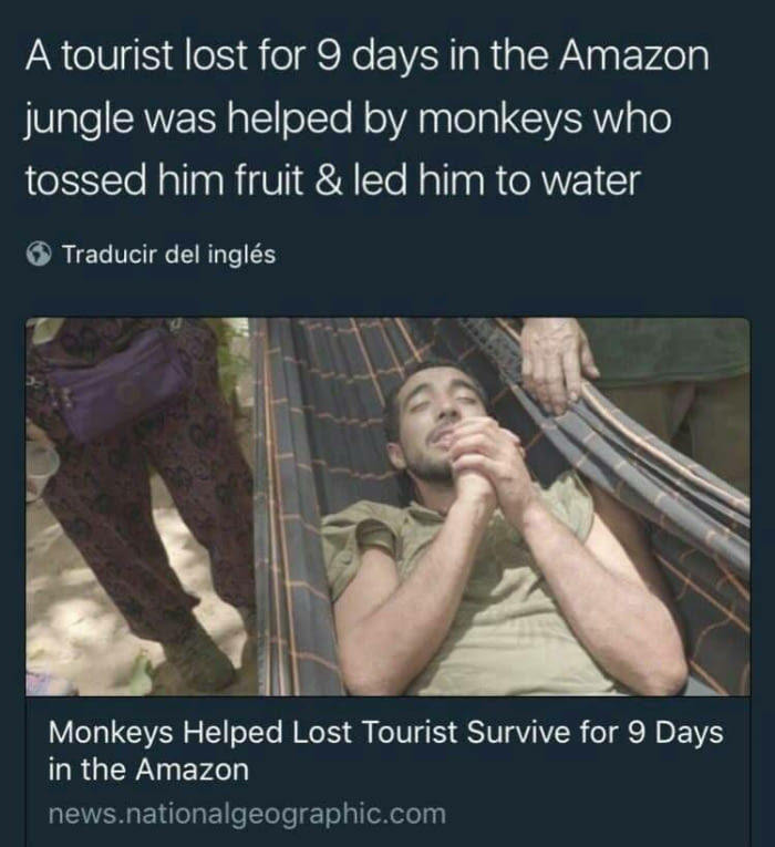muscle - A tourist lost for 9 days in the Amazon jungle was helped by monkeys who tossed him fruit & led him to water Traducir del ingls Monkeys Helped Lost Tourist Survive for 9 Days in the Amazon news.nationalgeographic.com