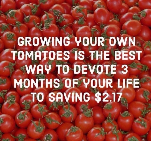 dank meme Growing Your Own Tomatoes Is The Best S Way To Devote 3 Months Of Your Life To Saving $2.17