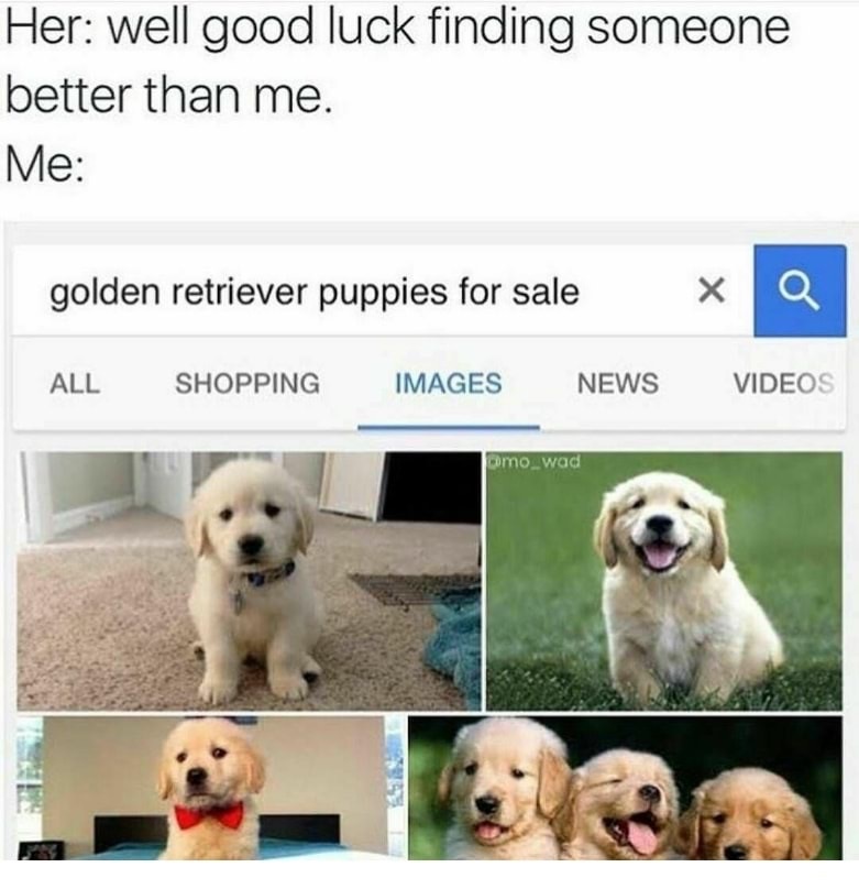 golden retriever puppies - Her well good luck finding someone better than me. Me golden retriever puppies for sale All Shopping Images News Videos Domo_wad