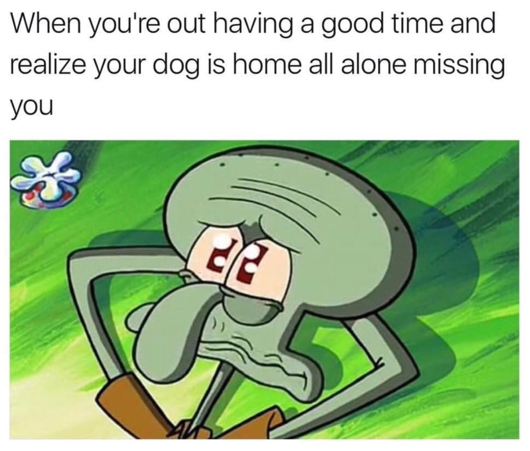 memes - you re out having a good time - When you're out having a good time and realize your dog is home all alone missing you