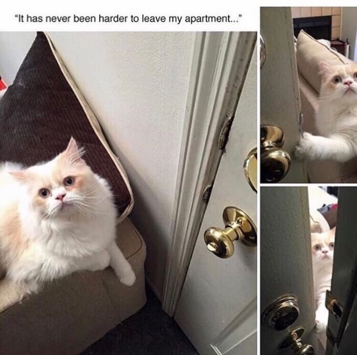 memes - cat meme relationship - "It has never been harder to leave my apartment..."