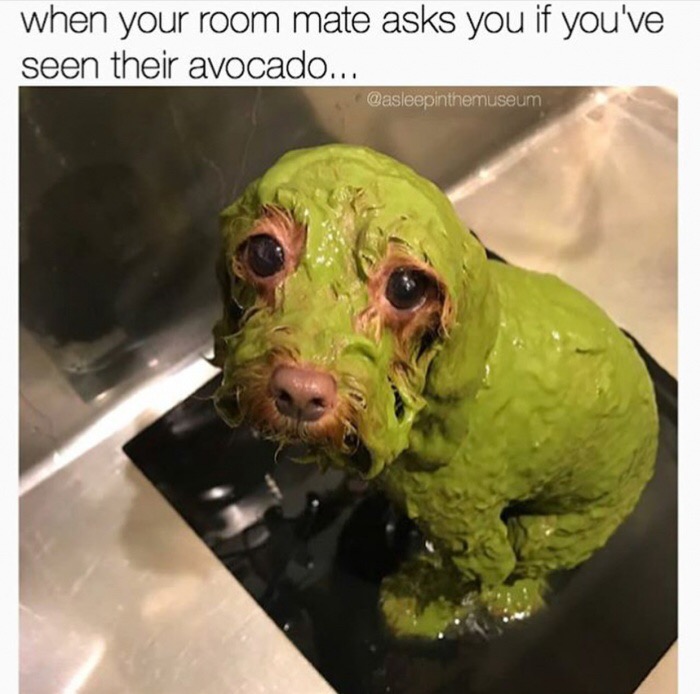 memes - avocado room - when your room mate asks you if you've seen their avocado...