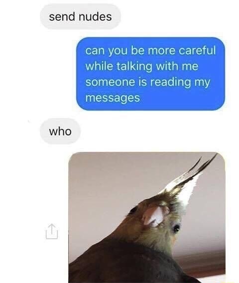 best birb meme - send nudes can you be more careful while talking with me someone is reading my messages who