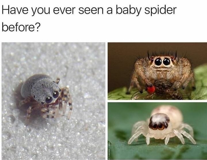 jumping spiders - Have you ever seen a baby spider before?