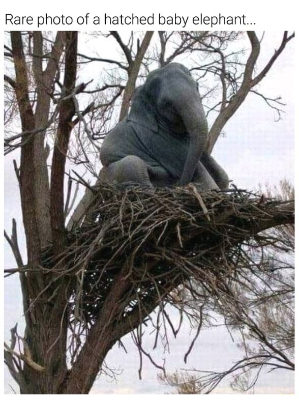 tree elephant - Rare photo of a hatched baby elephant...
