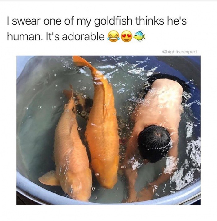 can fish be autistic - I swear one of my goldfish thinks he's human. It's adorable ao