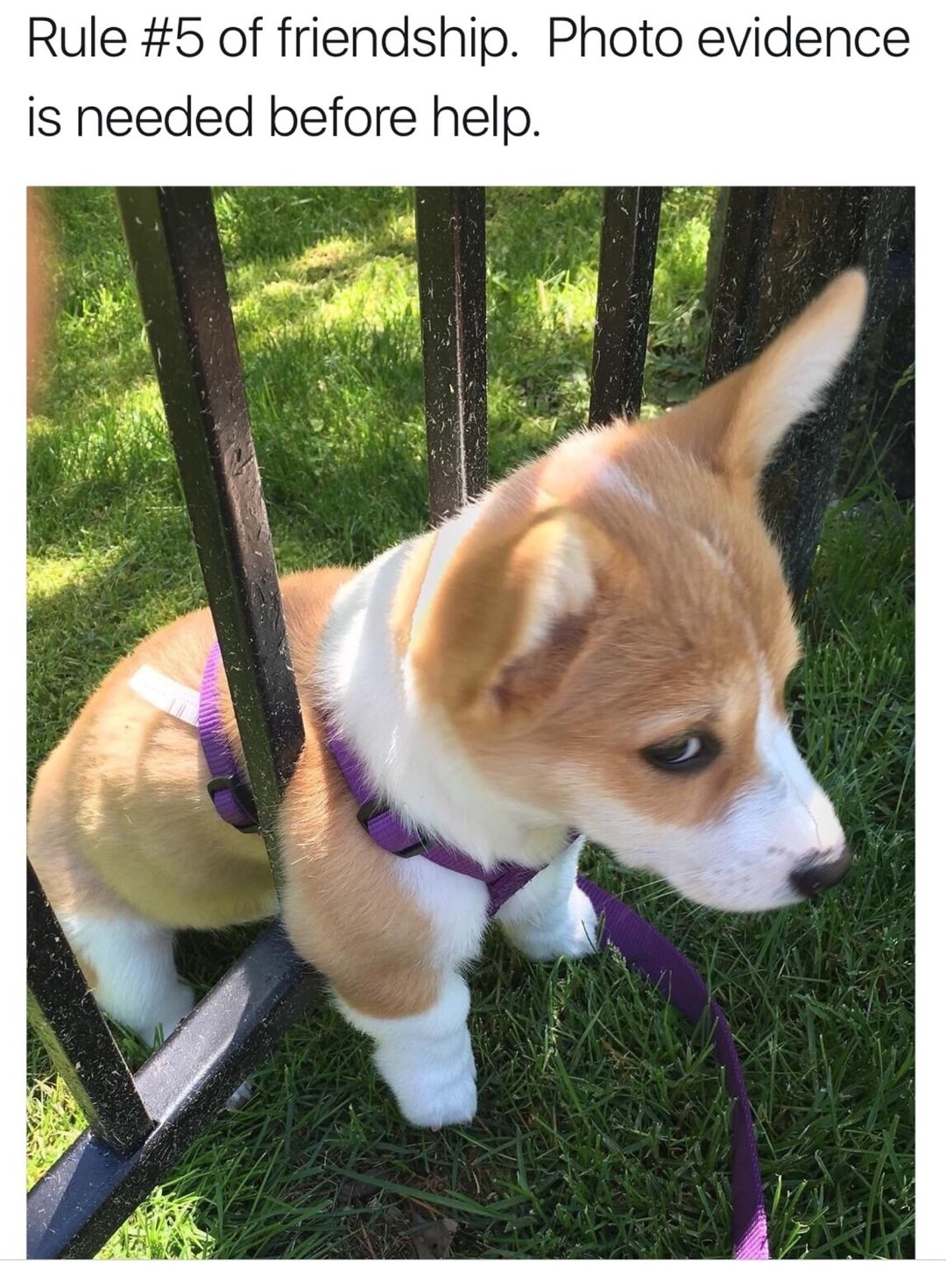 corgi stuck in fence meme - Rule of friendship. Photo evidence is needed before help.