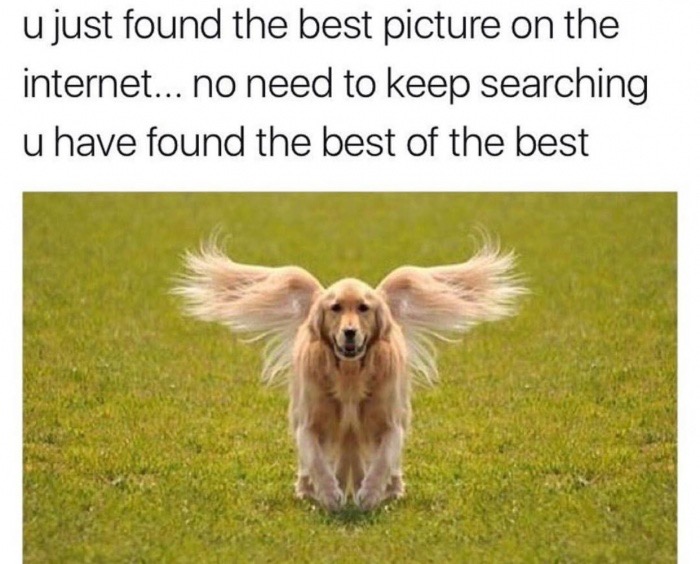 cute dog - u just found the best picture on the internet... no need to keep searching u have found the best of the best