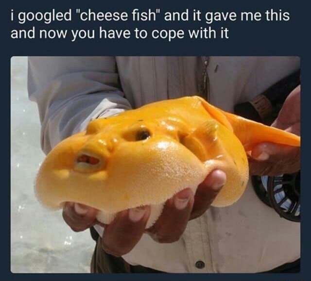 golden dogface puffer - i googled "cheese fish" and it gave me this and now you have to cope with it